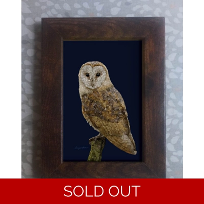Barn owl framed print 6x4